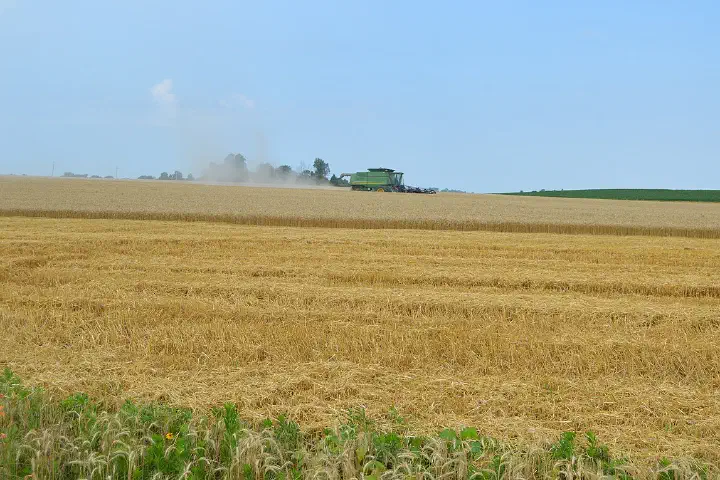 Combining wheat in a field on the western side of New Haven-Shawneetown Road on the eastern edge of Asbury Township, Gallatin County, Illinois