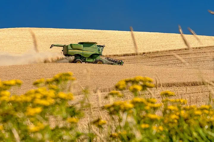 The wheat harvest in eastern Washington.
