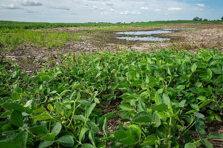 An unhealthy soybean field in South Dakota on 8 August 2024 8/8/2024 by USDA/Kirsten Strough
