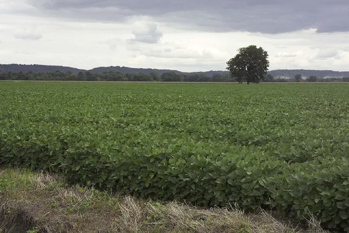 A soybean field.