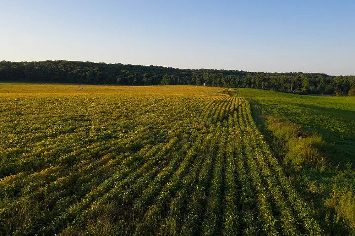 A soybean field.
