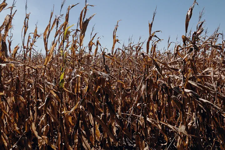 Cornfields at a farm in autumn along an I-29 southbound rest area near rural Missouri Valley, Iowa