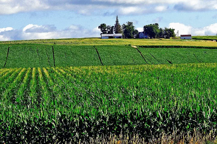 A small farm homestead amid cornfields in northwest Iowa.
