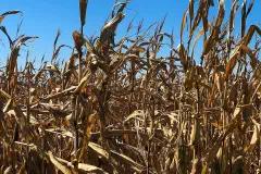 Corn Fields - Farm in Missouri Valley - Iowa - Autumn Harvest