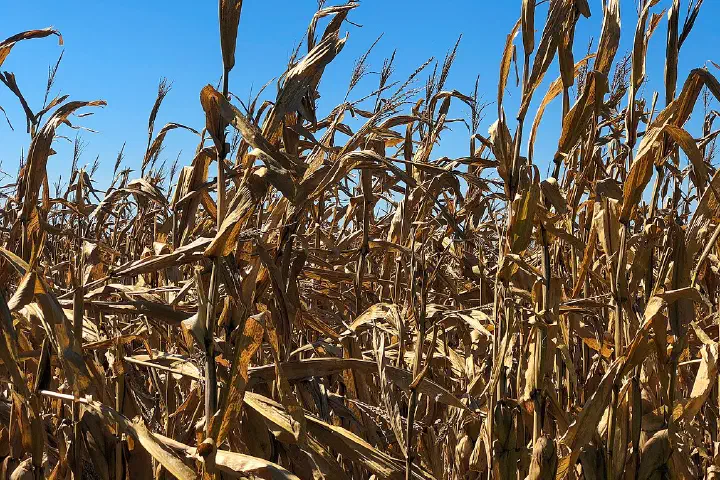 Cornfields on a farm in Missouri Valley, Iowa, at harvest time.
