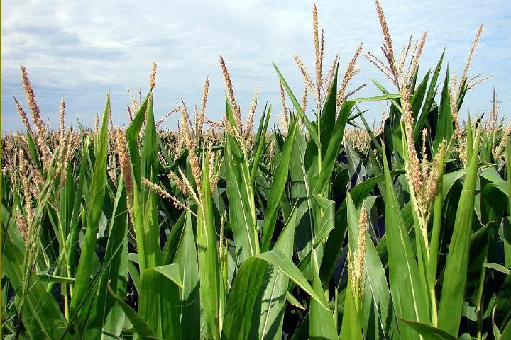 Corn tassels at eye level in late July, northwest Iowa.