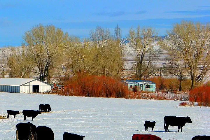 A cattle ranch in winter.