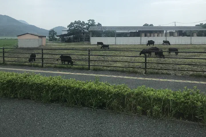 Cattle in Uchiyama Ranch in Nishi, Fukuoka