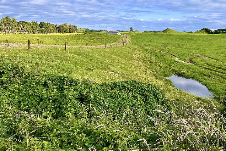 A dairy farm in Rotorua, New Zealand.