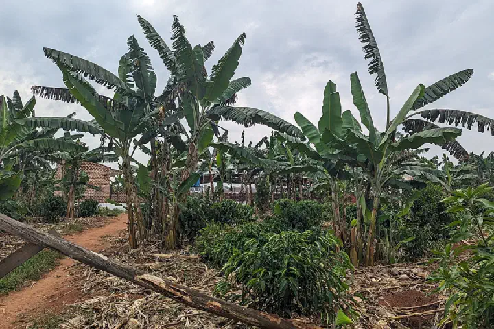 Mixed farming of coffee and bananas in Uganda.