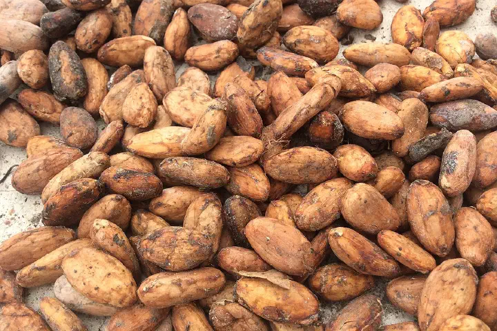 Cocoa beans.