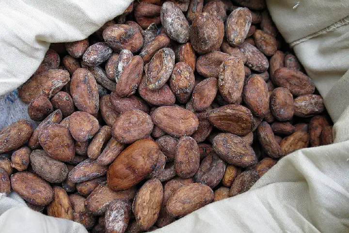 Cocoa beans.