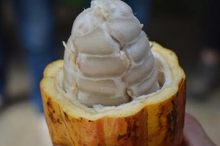 Cocoa beans in a pod at El Trapiche, Costa Rica.