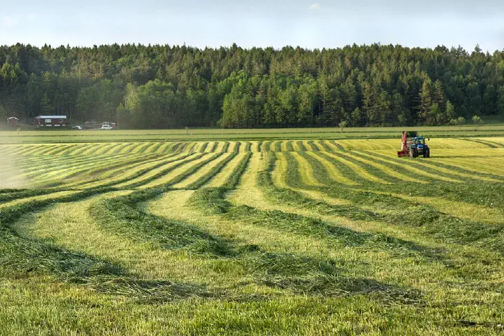 Silage windrows in a field in Brastad, Lysekil Municipality, Sweden