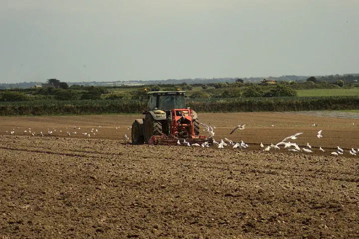 A tractor cultivating a field.