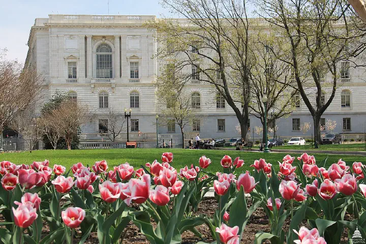 Tulips in bloom outside the Russell Senate Office Building.
