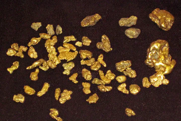 Placer gold nuggets from Colorado at the Denver Museum of Nature & Science.
