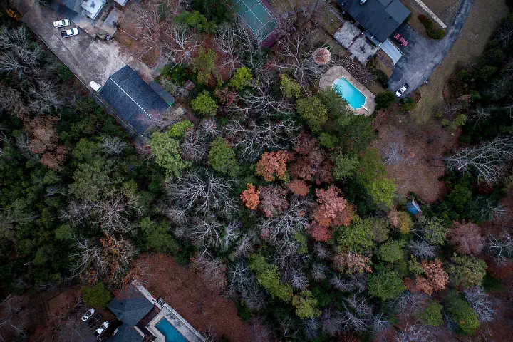 Suburban houses near a forest in Birmingham.