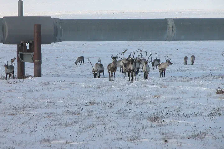 Caribou bulls under the Trans-Alaska Pipeline on Alaska's North Slope.